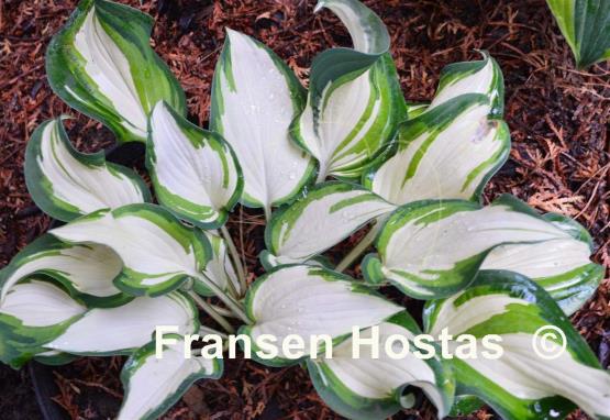 Hosta Marshmallow Sky